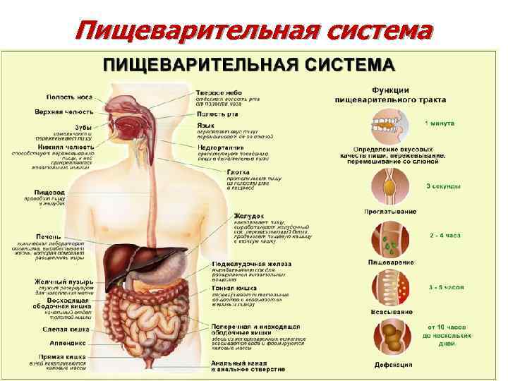 Пищеварительная система Пищеварительная система