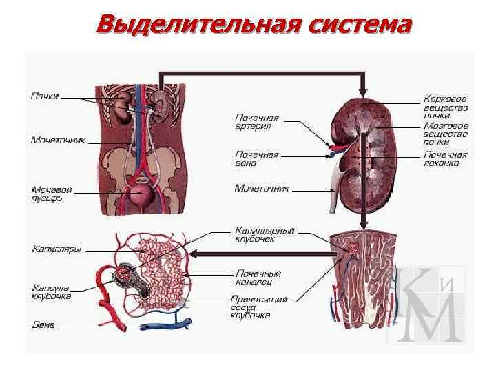 Выделительная система Выделительная система
