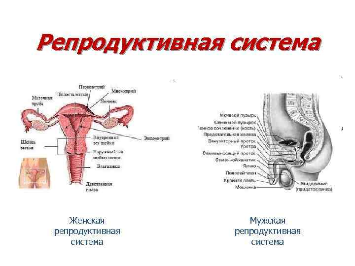 Особенности строения репродуктивной системы. Анатомия и физиология мужской репродуктивной системы. Классификация органов мужской репродуктивной системы. Физиология репродуктивной системы женщин. Строение женской репродуктивной системы.