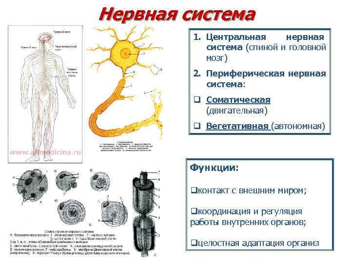 Центральная и периферическая нервная система функции