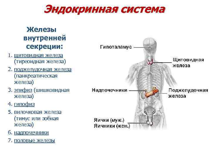 Возрастные особенности желез внутренней секреции презентация