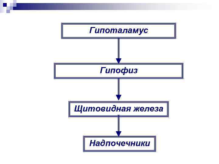  Гипоталамус  Гипофиз  Щитовидная железа Надпочечники 