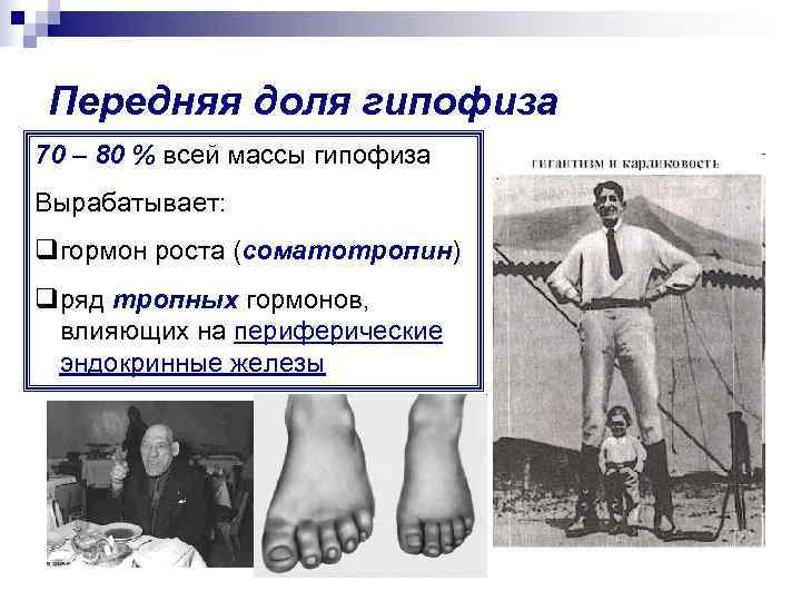 Передняя доля гипофиза 70 – 80 % всей массы гипофиза Вырабатывает: qгормон роста (соматотропин)