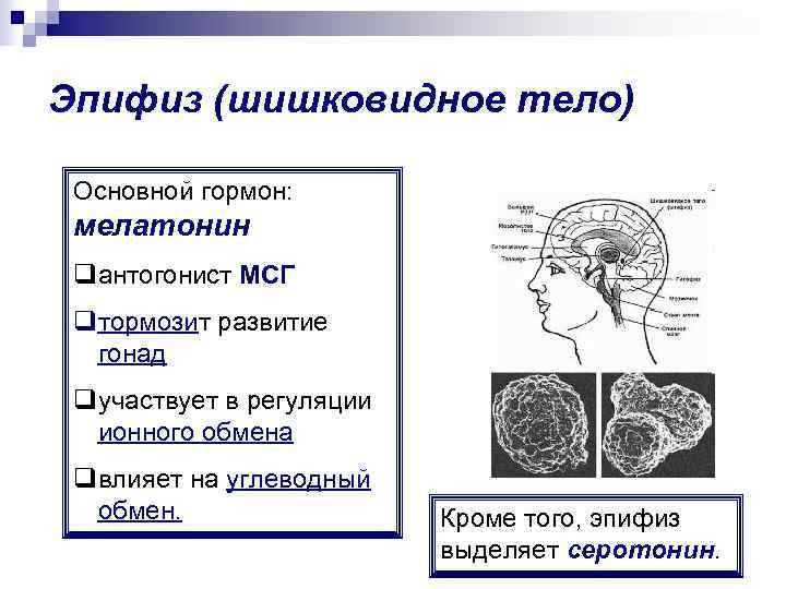 Эпифиз (шишковидное тело)  Основной гормон:  мелатонин qантогонист МСГ  qтормозит развитие 