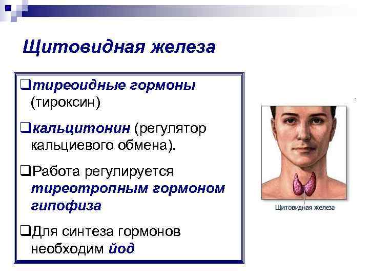 Щитовидная железа qтиреоидные гормоны  (тироксин) qкальцитонин (регулятор  кальциевого обмена).  q. Работа