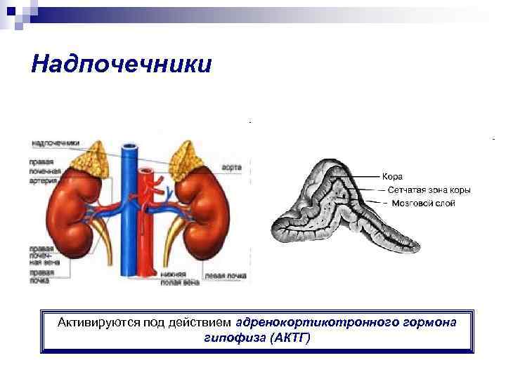 Надпочечники Активируются под действием адренокортикотронного гормона    гипофиза (АКТГ) 