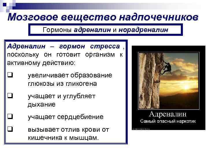 Мозговое вещество надпочечников  Гормоны адреналин и норадреналин Адреналин – гормон стресса , 