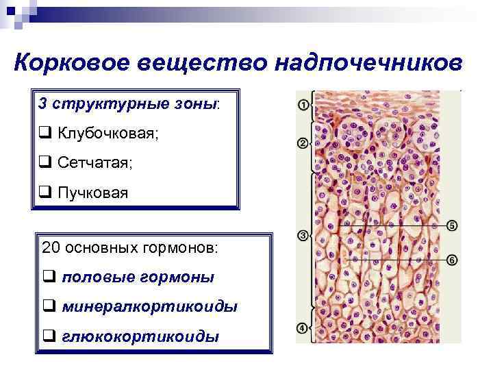 Корковое вещество надпочечников 3 структурные зоны:  q Клубочковая;  q Сетчатая;  q