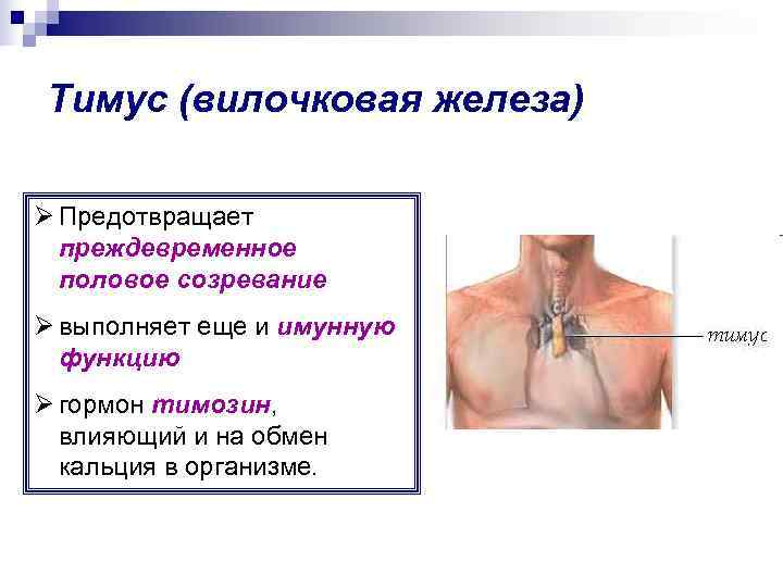 Тимус (вилочковая железа) Ø Предотвращает  преждевременное  половое созревание Ø выполняет еще и