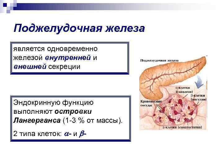 Поджелудочная железа является одновременно железой внутренней и внешней секреции  Эндокринную функцию выполняют островки