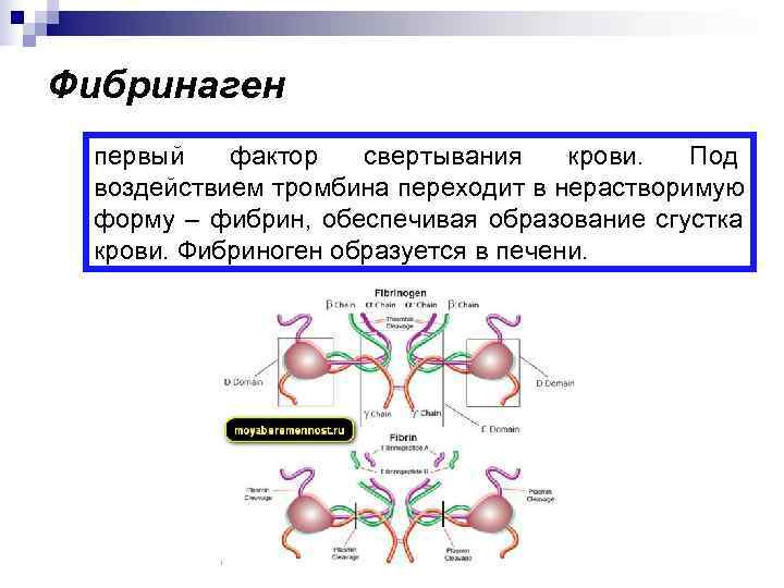 Фибринаген первый  фактор  свертывания крови.  Под воздействием тромбина переходит в нерастворимую