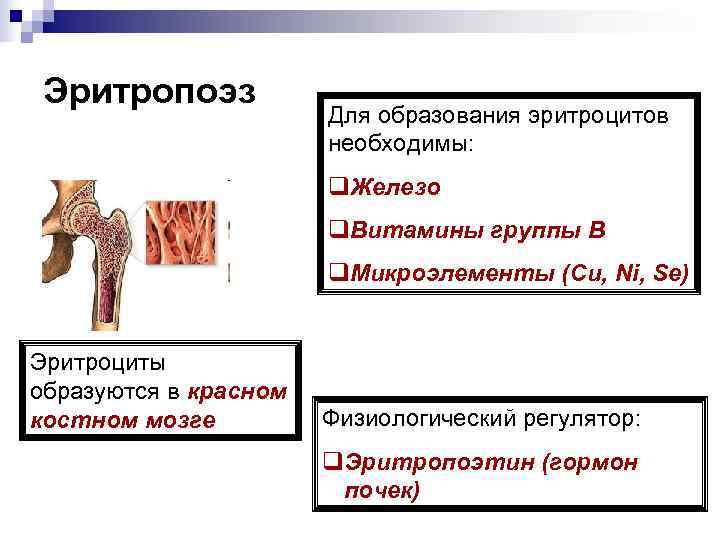 Эритропоэз    Для образования эритроцитов    необходимы:  