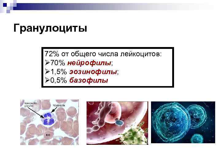 Гранулоциты 72% от общего числа лейкоцитов: Ø 70% нейрофилы; Ø 1, 5% эозинофилы; Ø