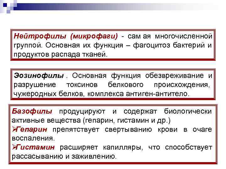 Нейтрофилы (микрофаги) - сам ая многочисленной группой. Основная их функция – фагоцитоз бактерий и