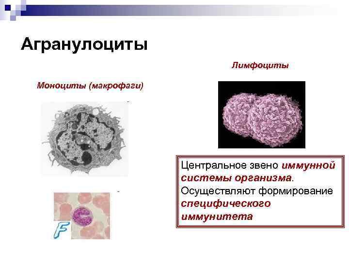 Агранулоциты       Лимфоциты  Моноциты (макрофаги)   