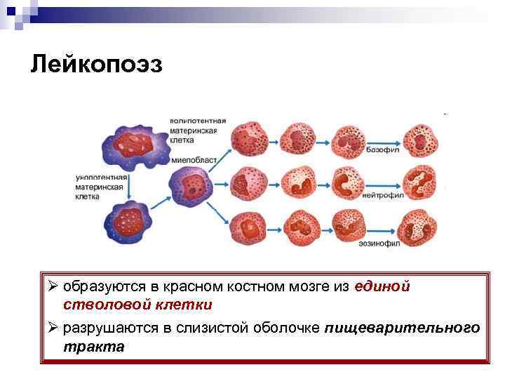 Лейкопоэз Ø образуются в красном костном мозге из единой  стволовой клетки Ø разрушаются