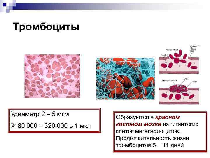 Тромбоциты Øдиаметр 2 – 5 мкм  Образуются в красном Ø 180 000 –