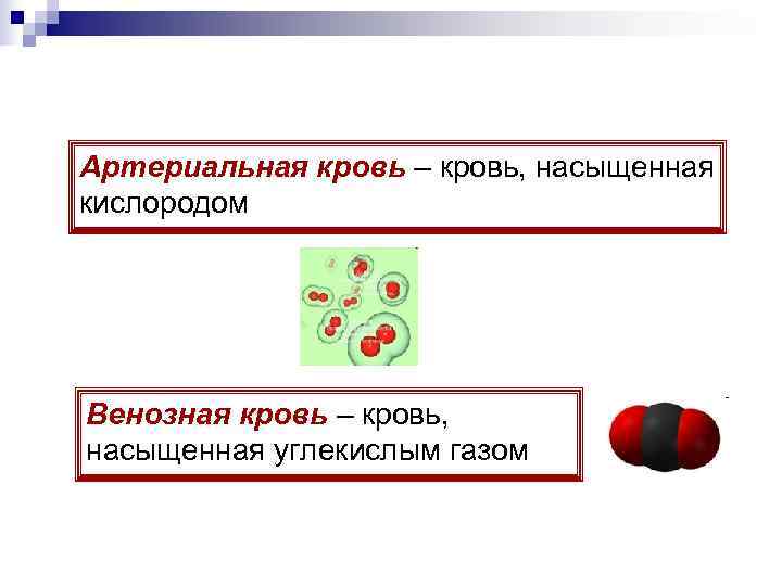 Артериальная кровь – кровь, насыщенная кислородом Венозная кровь – кровь, насыщенная углекислым газом 