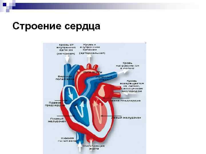 Строение сердца 
