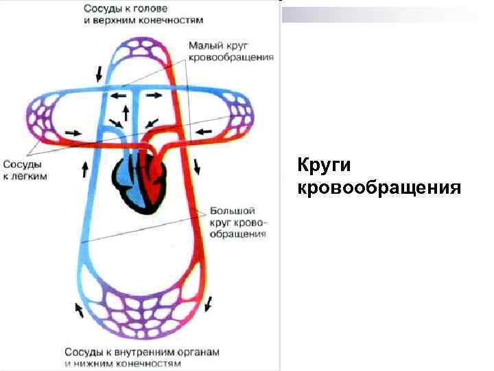 Круги кровообращения 