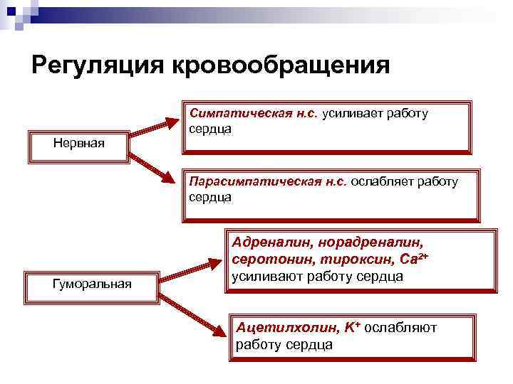 Регуляция кровообращения    Симпатическая н. с. усиливает работу    сердца