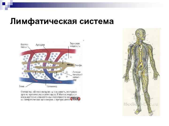 Лимфатическая система 