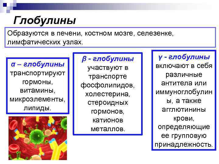  Глобулины Образуются в печени, костном мозге, селезенке, лимфатических узлах.    β