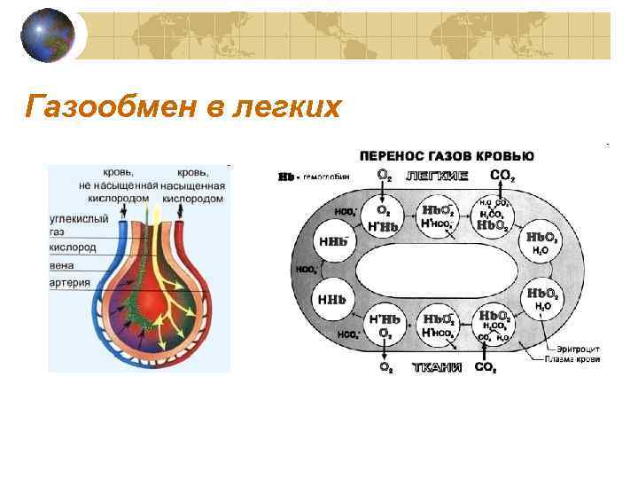 Газообмен в легких 