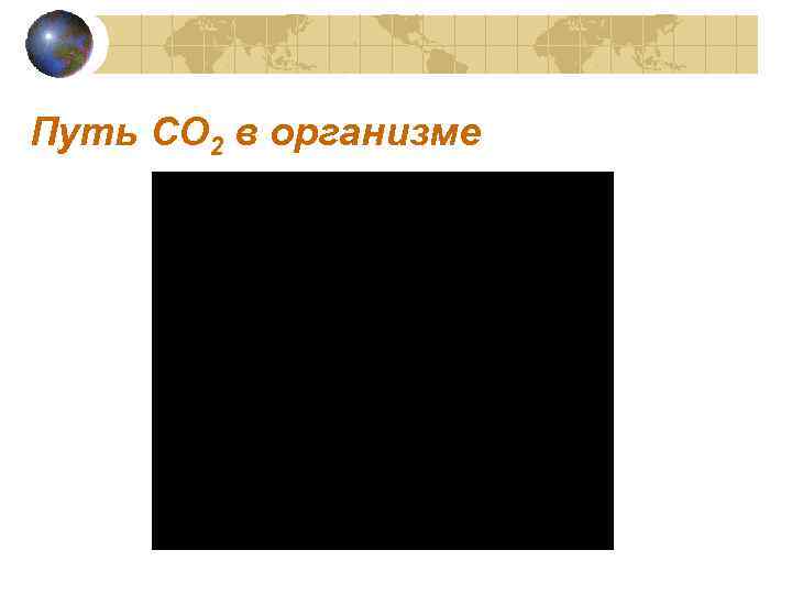 Путь CO 2 в организме 