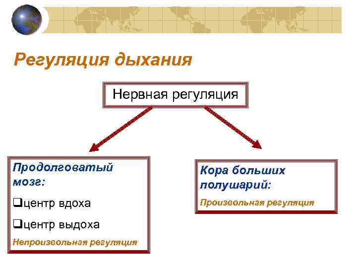 Регуляция дыхания    Нервная регуляция Продолговатый   Кора больших мозг: 