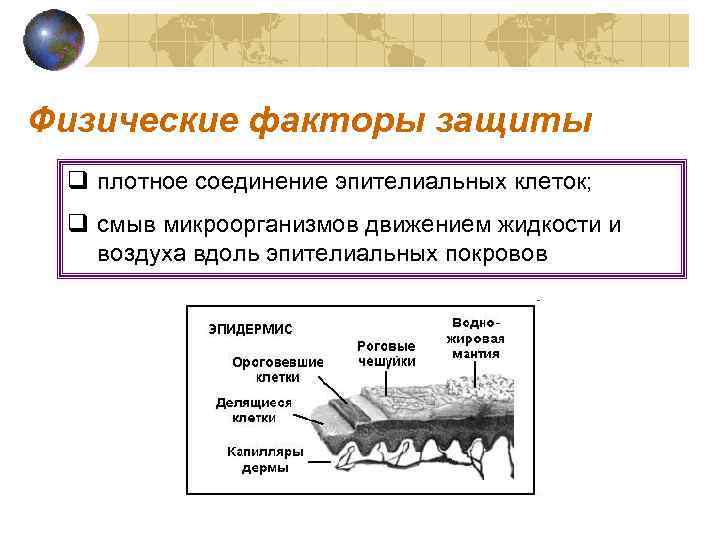 Физические факторы защиты q плотное соединение эпителиальных клеток;  q смыв микроорганизмов движением жидкости
