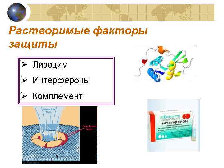 Растворимые факторы защиты Ø Лизоцим Ø Интерфероны Ø Комплемент 