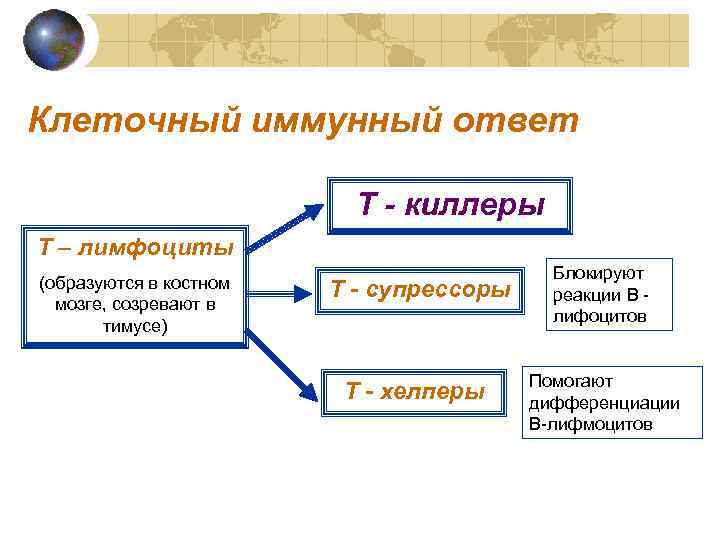 Клеточный иммунный ответ      Т - киллеры Т – лимфоциты