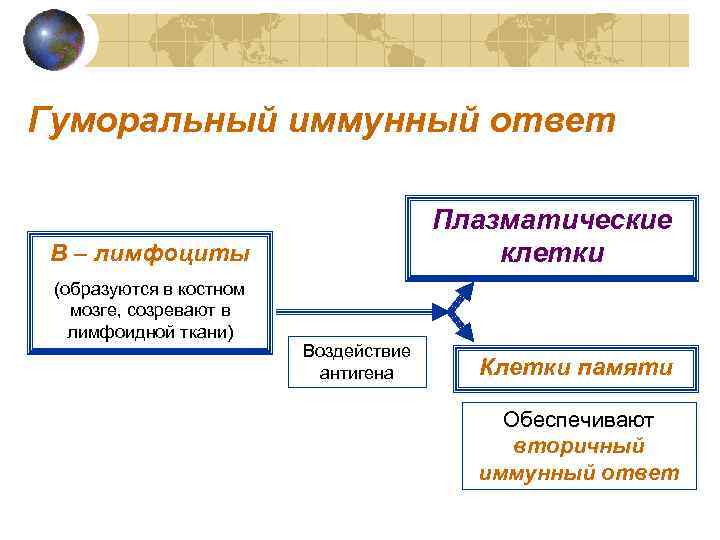 Гуморальный иммунный ответ       Плазматические B – лимфоциты 