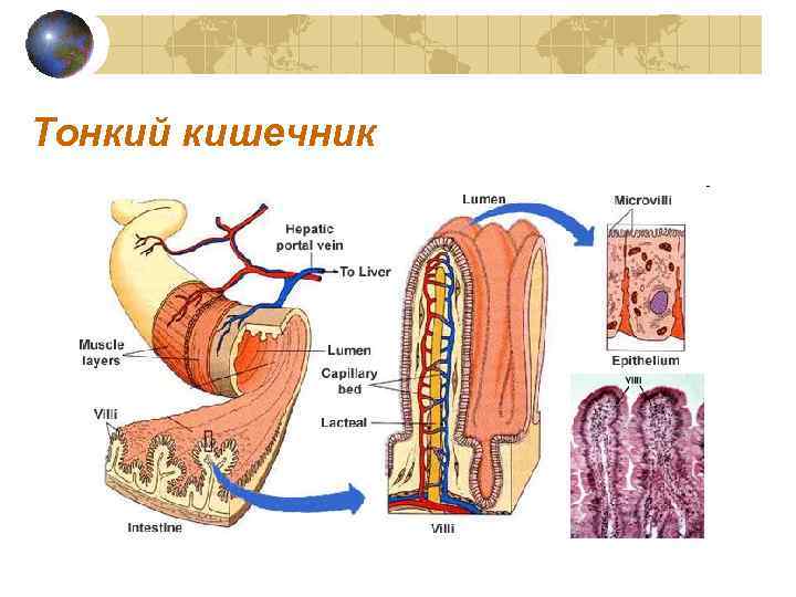 Тонкий кишечник 