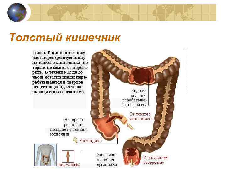 Толстый кишечник 