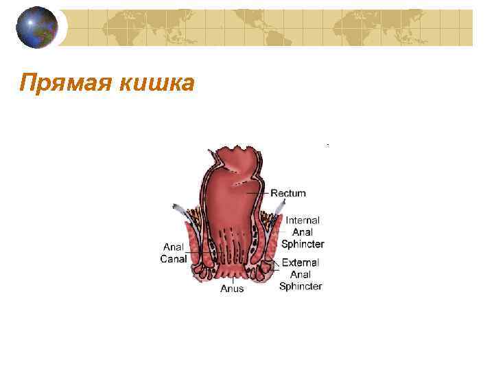 Прямая кишка 
