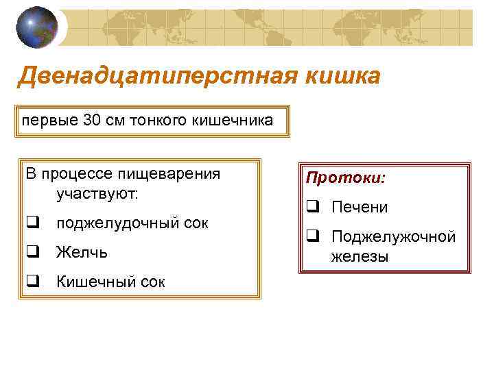 Двенадцатиперстная кишка первые 30 см тонкого кишечника  В процессе пищеварения  Протоки: участвуют: