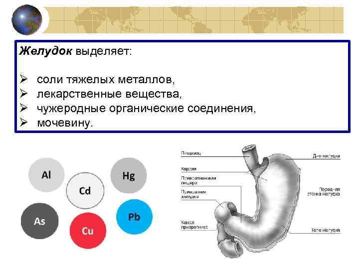 Желудок выделяет:  Ø  соли тяжелых металлов, Ø  лекарственные вещества, Ø 