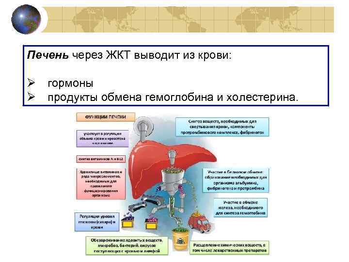 Печень через ЖКТ выводит из крови:  Ø гормоны Ø продукты обмена гемоглобина и