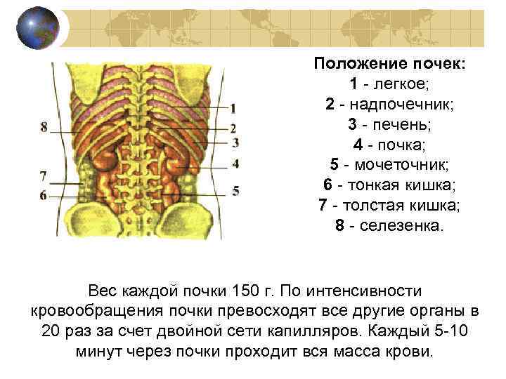       Положение почек:    1 - легкое;