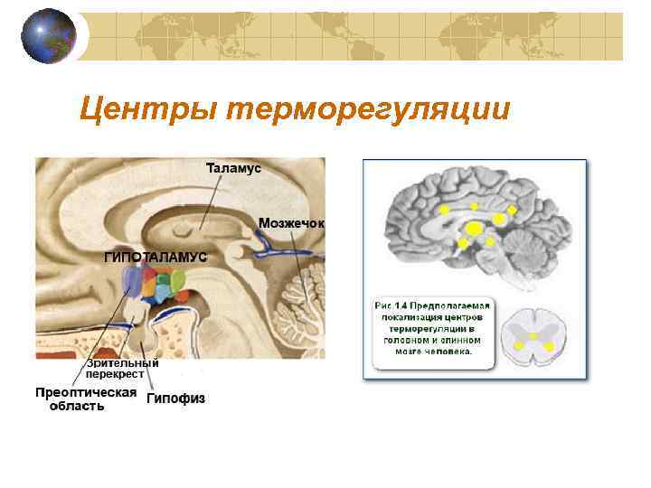 Центры терморегуляции 