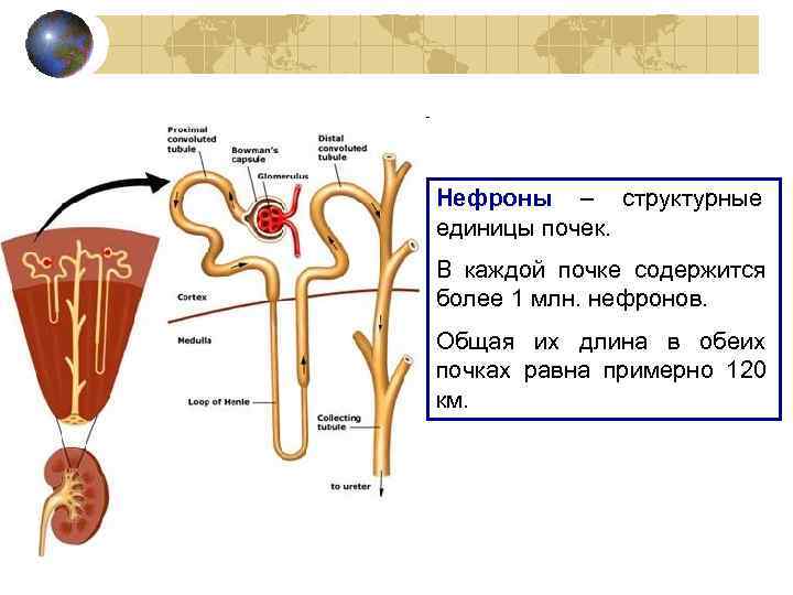 Нефроны – структурные единицы почек. В каждой почке содержится более 1 млн. нефронов. Общая