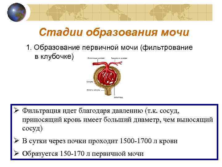 Где образуется первичная моча