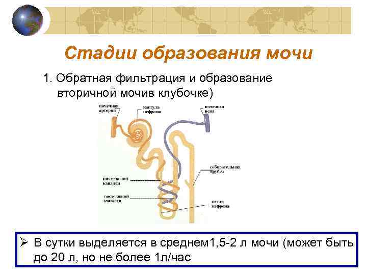   Стадии образования мочи  1. Обратная фильтрация и образование  вторичной мочив