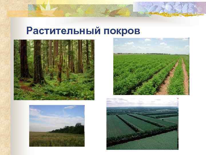 Растительный покров 