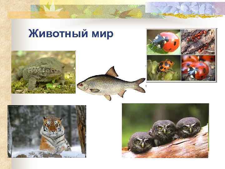 Животный мир 