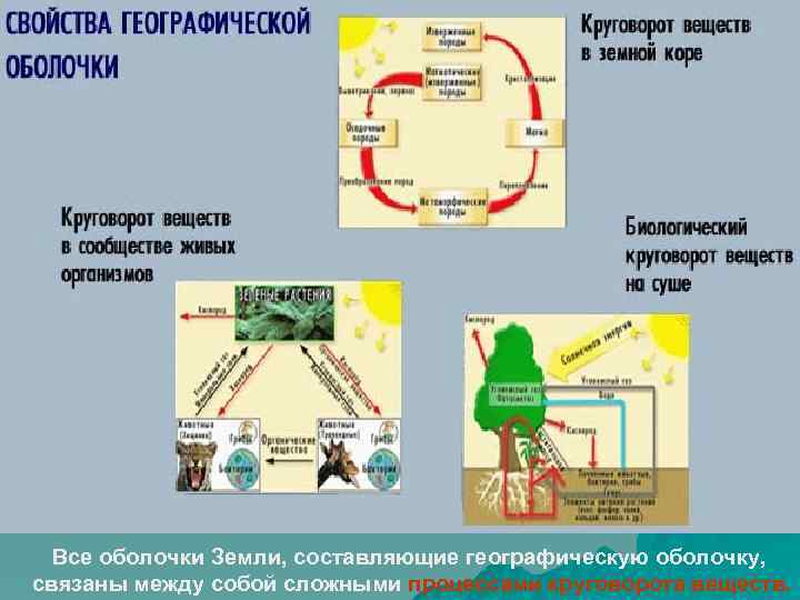 Заполните данную схему подпишите все стрелочки объясните все этапы данного круговорота