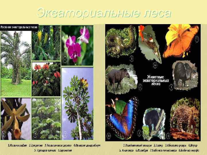 Экваториальные леса 