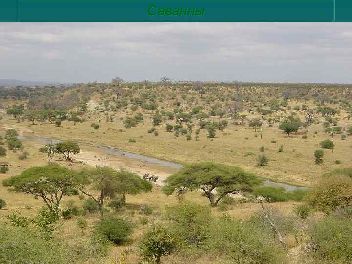 Саванны 